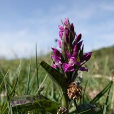 Attēlu rezultāti vaicājumam “Dactylorhiza majalis subsp. baltica flower”