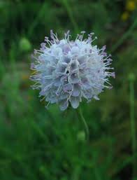 Attēlu rezultāti vaicājumam “Succisa pratensis flower”