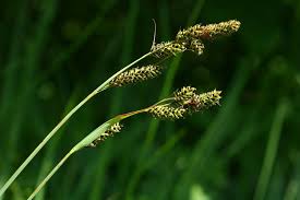 Attēlu rezultāti vaicājumam “Carex hartmanii”