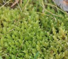 Attēlu rezultāti vaicājumam “Hypnum cupressiforme var. lacunosum sporophyte”