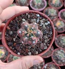 Image result for Gymnocalycium