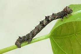 Attēlu rezultāti vaicājumam “Phigalia pilosaria”