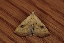 Attēlu rezultāti vaicājumam “Rivula sericealis”