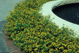 Attēlu rezultāti vaicājumam “Melampsoridium sp.”