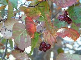 Attēlu rezultāti vaicājumam “Crataegus macracantha fruit”