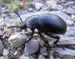 Attēlu rezultāti vaicājumam “Blaps mortisaga”