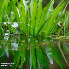 Attēlu rezultāti vaicājumam “Stratiotes aloides leaf”