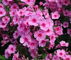 Image result for Phlox (großblumig)