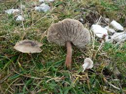 Image result for Melanoleuca rasilis var. pseudoluscina