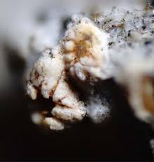 Attēlu rezultāti vaicājumam “Petractis sp.”