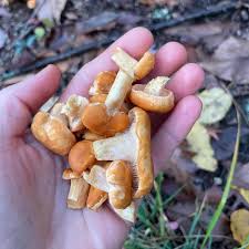 Attēlu rezultāti vaicājumam “Hydnum sp.”