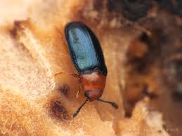 Attēlu rezultāti vaicājumam “Triplax aenea”