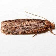 Attēlu rezultāti vaicājumam “Agonopterix ciliella imago”