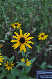 Attēlu rezultāti vaicājumam “Rudbeckia hirta var. pulcherrima flower”