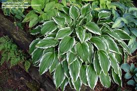 Image result for Hosta fortunei albomarginata