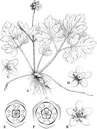 Attēlu rezultāti vaicājumam “Adoxaceae”