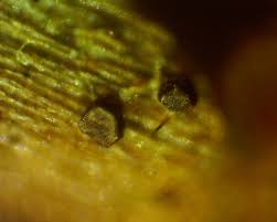 Attēlu rezultāti vaicājumam “Licea pygmaea spores”