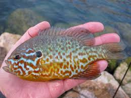 Image result for Lepomis gibbosus