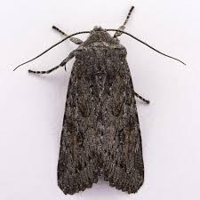 Attēlu rezultāti vaicājumam “Claustria didermoides macro”