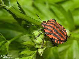 Attēlu rezultāti vaicājumam “Graphosoma lineatum imago”