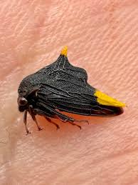 Attēlu rezultāti vaicājumam “Membracidae”