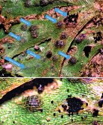 Attēlu rezultāti vaicājumam “Riccia sorocarpa macro”