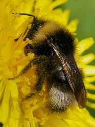 Attēlu rezultāti vaicājumam “Psithyrus sylvestris”