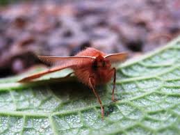 Attēlu rezultāti vaicājumam “Colotois pennaria”