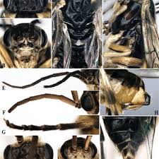 Attēlu rezultāti vaicājumam “Pristiphora maesta”