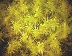 Attēlu rezultāti vaicājumam “Campylium stellatum”