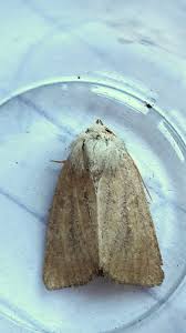 Attēlu rezultāti vaicājumam “Chortodes fluxa”