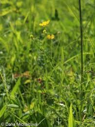 Attēlu rezultāti vaicājumam “Ranunculus mendax”