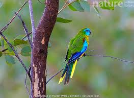 Attēlu rezultāti vaicājumam “Comatricha pulchella macro”