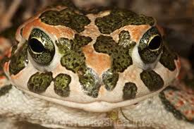 Attēlu rezultāti vaicājumam “Pseudepidalea viridis”