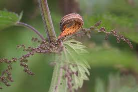 Attēlu rezultāti vaicājumam “Puccinia urticata”