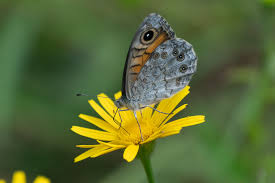 Attēlu rezultāti vaicājumam “Lasiommata megera”