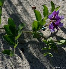 Attēlu rezultāti vaicājumam “Lathyrus japonicus subsp. maritimus flower”