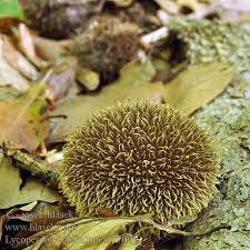 Attēlu rezultāti vaicājumam “Lycoperdon echinatum”