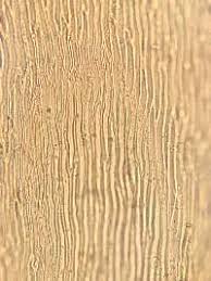 Attēlu rezultāti vaicājumam “Calliergonella lindbergii”