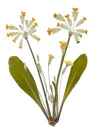 Image result for Primula veris