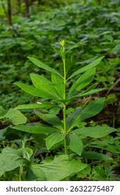 Attēlu rezultāti vaicājumam “Lilium martagon bud”