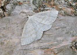 Attēlu rezultāti vaicājumam “Cabera exanthemata”