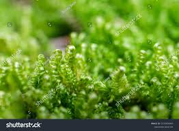 Attēlu rezultāti vaicājumam “Calliergonella lindbergii”