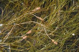 Attēlu rezultāti vaicājumam “Stuckenia pectinata”