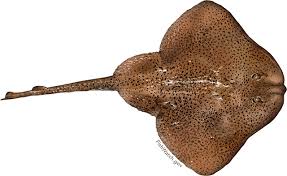 Image result for Leucoraja ocellata