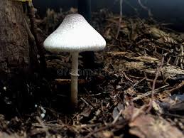 Attēlu rezultāti vaicājumam “Lepiota clypeolaria”