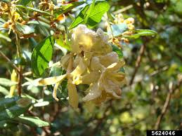 Attēlu rezultāti vaicājumam “Exobasidiales”