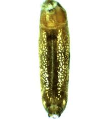 Attēlu rezultāti vaicājumam “Tetragnatha montana”