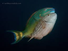 Image result for Sparisoma viride