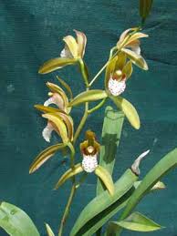 Attēlu rezultāti vaicājumam “Diderma tigrinum young”